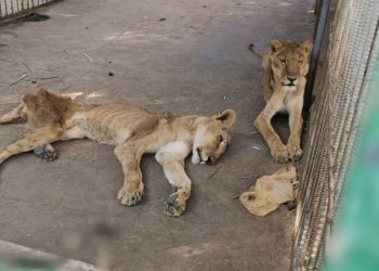 اسدان جائعان