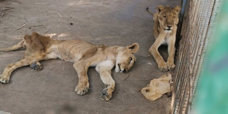 اسدان جائعان