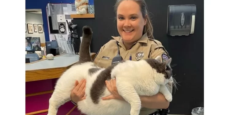 صورة لقط كبير الحجم