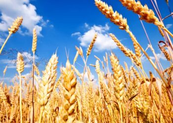 تفاصيل انخفاض أسعار القمح عالميا 30%
