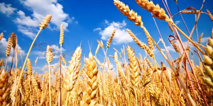تفاصيل انخفاض أسعار القمح عالميا 30%