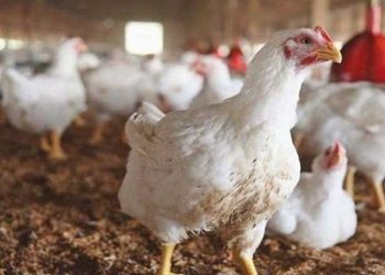 نائب رئيس اتحاد منتجي الدواجن: تراجع أسعار الأعلاف