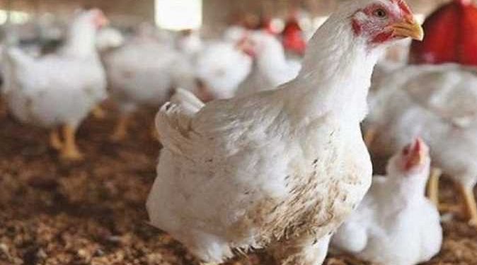 نائب رئيس اتحاد منتجي الدواجن: تراجع أسعار الأعلاف