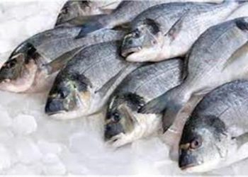 أسعار الأسماك بسوق العبور اليوم الاربعاء  30 أغسطس