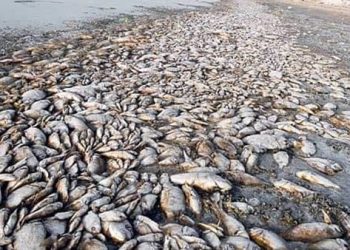 تفاصيل موت الاسماك بالاسكندرية