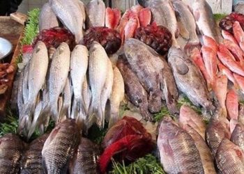 تعرف علي أسعار الأسماك بسوق العبور اليوم  الاربعاء 16 أغسطس