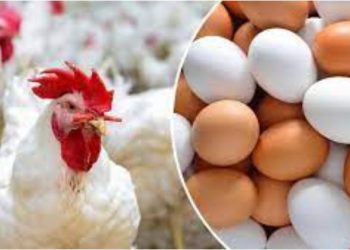 أسعار الدواجن اليوم الخميس .. الفراخ البيضا  بـ 55 للكيلو  .. طبق البيض بـ  105.75 جنيه