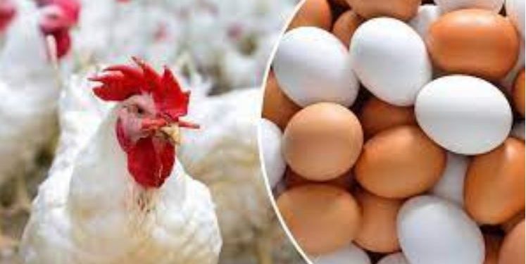 أسعار الدواجن اليوم الخميس .. الفراخ البيضا  بـ 55 للكيلو  .. طبق البيض بـ  105.75 جنيه