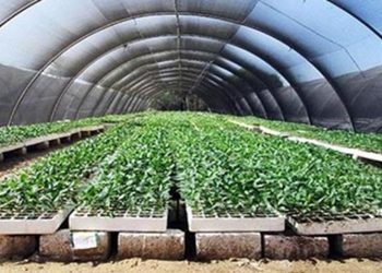 أستاذ زراعة: مشروع الصوب الزراعية نجح في إنتاج الخضروات بنسبة 70% |فيديو