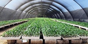 أستاذ زراعة: مشروع الصوب الزراعية نجح في إنتاج الخضروات بنسبة 70% |فيديو