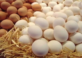حالة استقرار .. تعرف علي أسعار البيض اليوم الاربعاء 6 سبتمبر