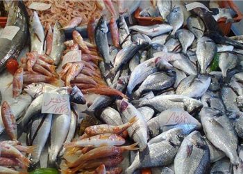 تعرف علي أسعار الأسماك اليوم الاربعاء  6 سبتمبر بسوق العبور