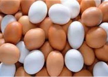 تعرف علي أسعار البيض اليوم الخميس  5 أكتوبر 2023