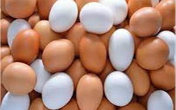 تعرف علي أسعار البيض اليوم الخميس 5 أكتوبر 2023