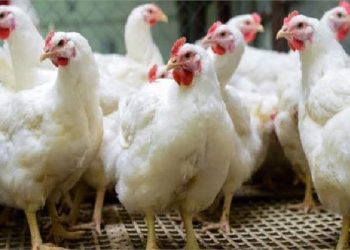 تعرف علي أسعار الدواجن في الأسواق اليوم الخميس 5 أكتوبر