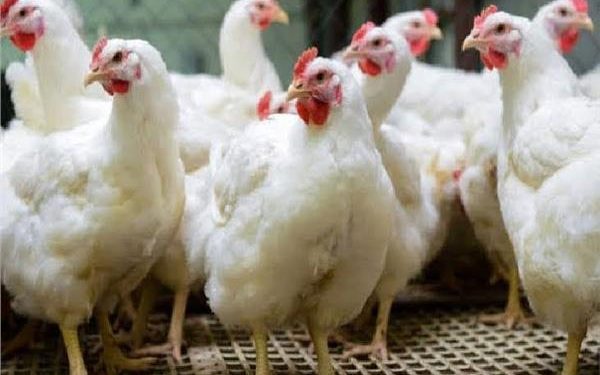 تعرف علي أسعار الدواجن في الأسواق اليوم الخميس 5 أكتوبر