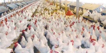 تعرف علي أسعار الدواجن اليوم الأربعاء 11 أكتوبر