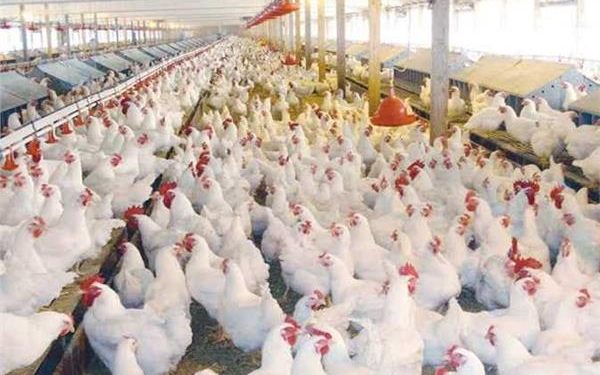 تعرف علي أسعار الدواجن اليوم الأربعاء 11 أكتوبر