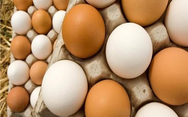 حالة من الاستقرار  .. أسعار البيض اليوم الأربعاء 11 أكتوبر