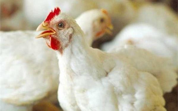 تعرف علي أسعار الدواجن اليوم الخميس .. 25 أكتوبر