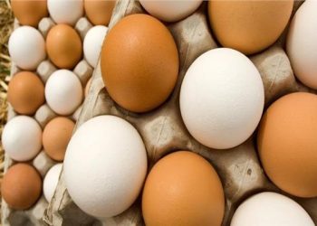 125 جنيه للمستهلك .. سعر طبق البيض اليوم الخميس 26 أكتوبر