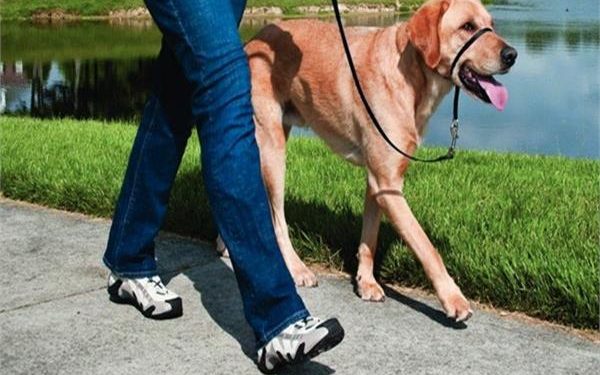 الحبس والغرامة .. عقوبة حيازة كلب دون ترخيص