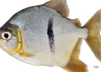 اكتشاف نوع جديد من الأسماك في الأمازون يُسمى على اسم “سورون” من فيلم “سيد الخواتم”