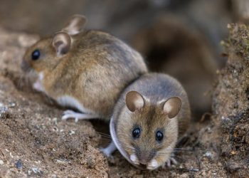 مأساة في العياط: وفاة طالبة بعد تناول الطعام دون غسل يديها عقب وضعها سم الفئران