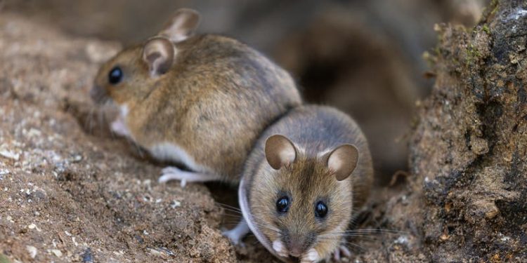 مأساة في العياط: وفاة طالبة بعد تناول الطعام دون غسل يديها عقب وضعها سم الفئران