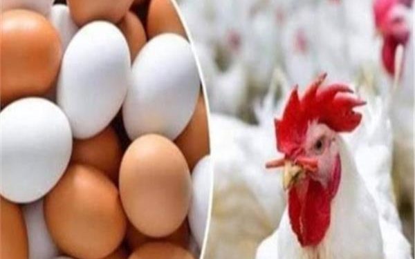 تعرف علي أسعار الأسماك والدواجن والخضروات اليوم 9 أبريل  