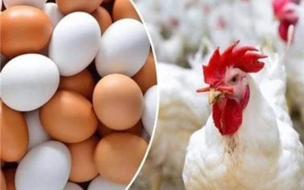 ننشر أسعار اللحوم والدواجن والاسماك والخضروات والفاكهة اليوم 3 مايو