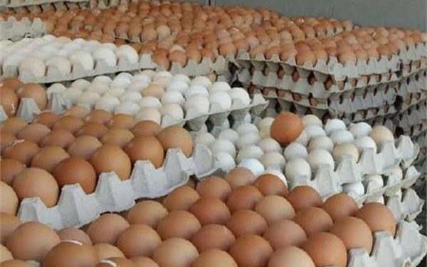 ننشر سعر طبق البيض المائدة اليوم الإثنين 5 مايو