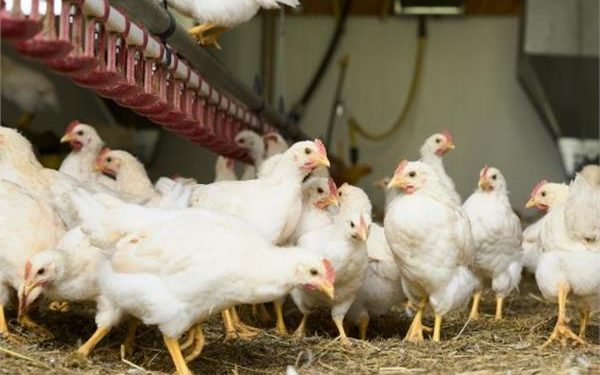 شعبة الدواجن تكشف حقيقة نفوق 30% من الانتاج المحلي