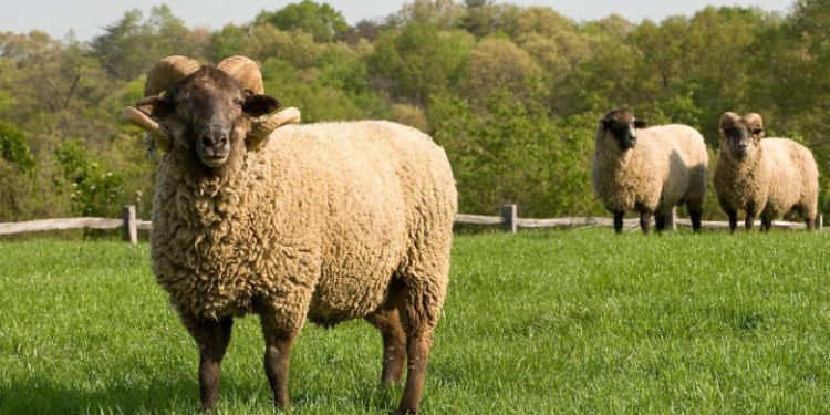 شروط يجب إتباعها عند شراء أضحية مثالية لـ عيد الأضحي