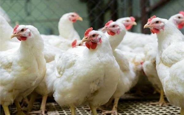 أنخفاض الاسعار .. ننشر أسعار الدواجن اليوم الأ{بعاء 25 يونية في الأسواق