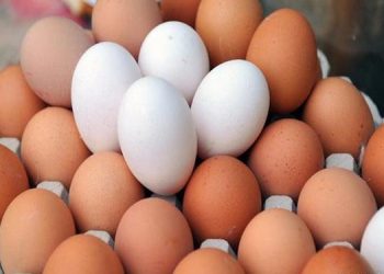 إستقرار الاسعار .. سعر طبق البيض اليوم الإثنين 15 سبتمبر 2025