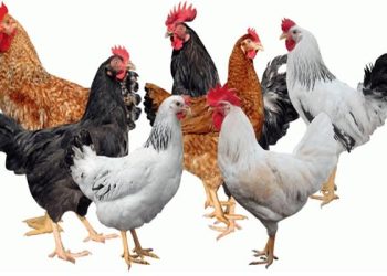 إستقرار الاسعار ..ننشر سعر الدواجن في البورصة اليوم الثلاثاء 30 سبتمبر