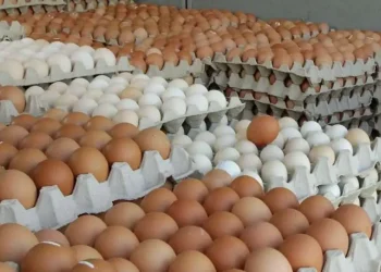 تعرف على أسعار طبق بيض المائدة  اليوم الأربعاء 1 أكتوبر 2025