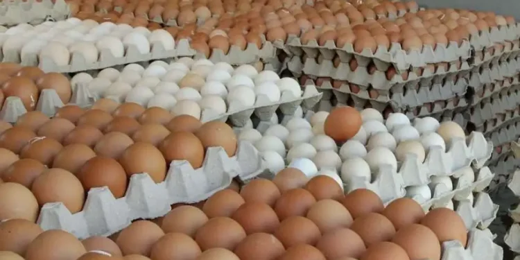 تعرف على أسعار طبق بيض المائدة  اليوم الأربعاء 1 أكتوبر 2025