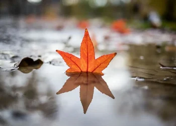 طقس خريفي .. انخفاض الحرارة وفرص أمطار في بعض المناطق بالجمهورية