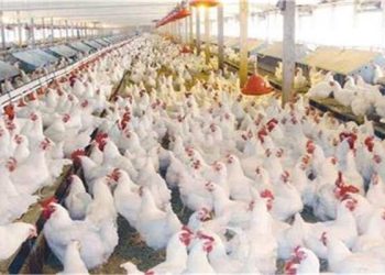 حالة من الاستقرار .. ننشر أسعار الدواجن في البورصة اليوم الثلاثاء 11 نوفمبر2025