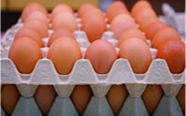 حالة من الاستقرار ..تعرف على أسعار  طبق البيض اليوم السبت 15 نوفمبر 2025