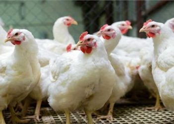 إستقرار ..ننشر أسعار الدواجن فى البورصة اليوم الأربعاء 19 نوفمبر