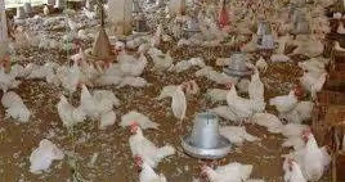 شعبة الدواجن تكشف حقيقة انتشار «الفراخ السردة» بالأسواق.. فيديو