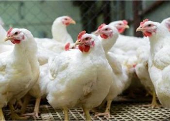 ارتفاع طفيف ..أسعار الدواجن اليوم الخميس 29 يناير 2026