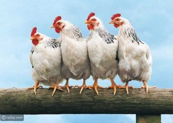 الزيني: مصر تمتلك اكتفاءً ذاتيًا من الدواجن .. و إستقرار الأسعار في رمضان