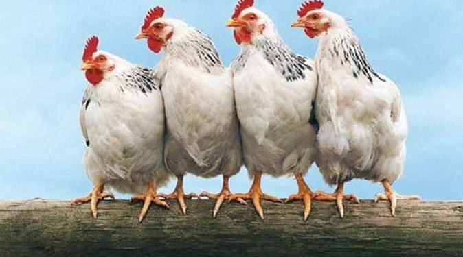 الزيني: مصر تمتلك اكتفاءً ذاتيًا من الدواجن .. و إستقرار الأسعار في رمضان