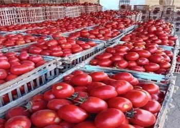 الطماطم بـ 6 والبطاطس بـ 4،5 جنيه.. ننشر أسعار الخضروات اليوم السبت 14 فبراير