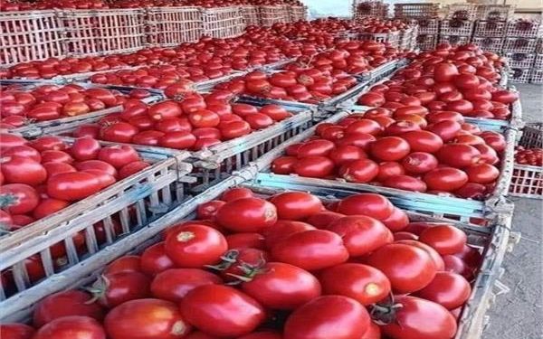 الطماطم بـ 6 والبطاطس بـ 4،5 جنيه.. ننشر أسعار الخضروات اليوم السبت 14 فبراير