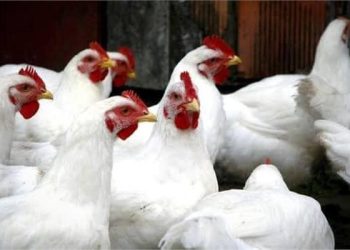 أسعار الدواجن اليوم السبت 14 فبراير 2026